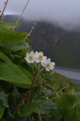 Anemonastrum protractum