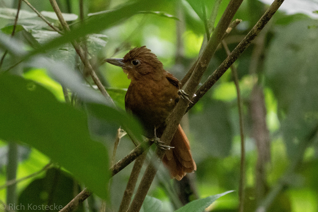 Santa Marta Foliage-Gleaner