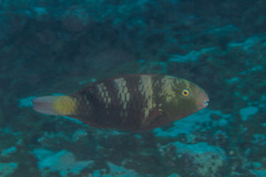 Chlorurus bleekeri