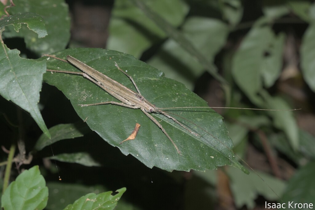 Teleutias fasciatus