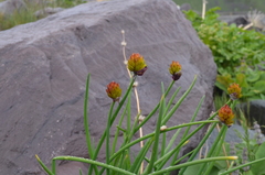 Allium atrosanguineum fedtschenkoanum