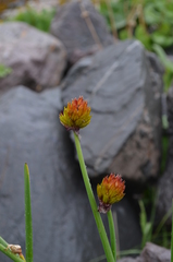 Allium atrosanguineum fedtschenkoanum