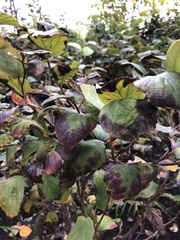 Xylella fastidiosa