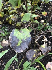 Xylella fastidiosa