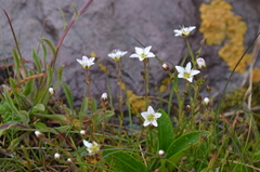 Minuartia