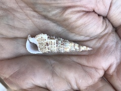 Rhinoclavis sinensis