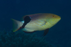 Bodianus loxozonus