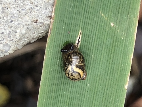Oval Ambersnail