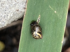 Novisuccinea ovalis