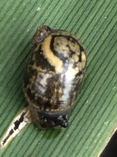Oval Ambersnail