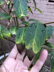 Xylella fastidiosa