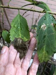Xylella fastidiosa