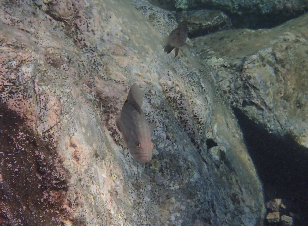 Mottled Grouper