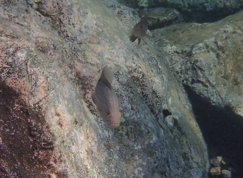 Mottled Grouper