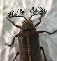 Polytomus marginatus