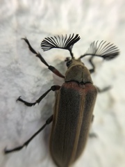 Polytomus marginatus