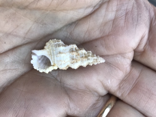Cerithium columna observed 2004-12-25