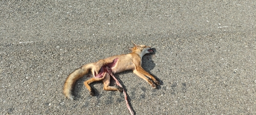 Red Fox
