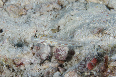Fusigobius melacron
