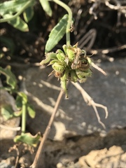 Calendula suffruticosa fulgida