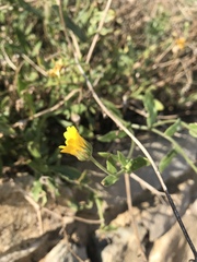 Calendula suffruticosa fulgida