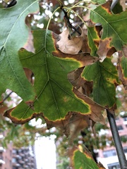 Xylella fastidiosa