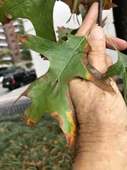 Xylella fastidiosa
