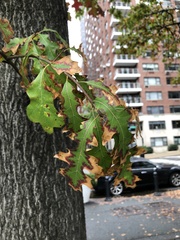 Xylella fastidiosa