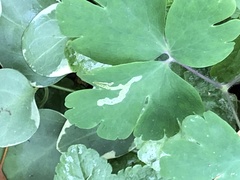 Phytomyza minuscula group