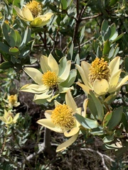 Leucadendron discolor
