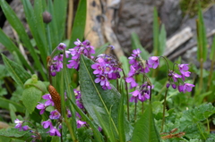 Primula matthioli brotheri