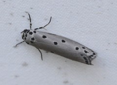 Ethmia heptasema