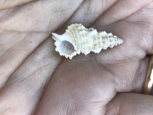 Cerithium columna observed 2002-12-26