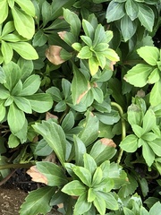 Volutella pachysandrae