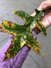Xylella fastidiosa