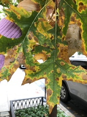 Xylella fastidiosa