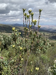 Leucadendron discolor