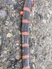 Rhinocheilus antonii