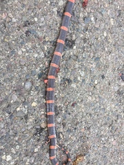 Rhinocheilus antonii