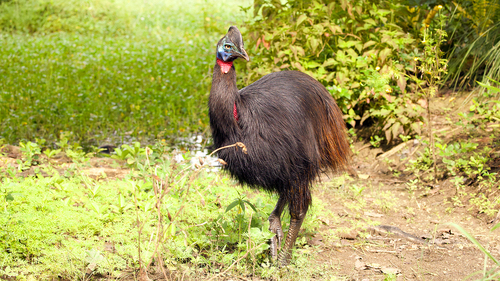 Northern Cassowary