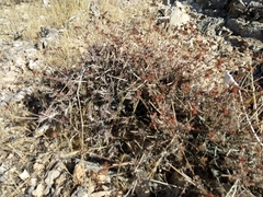 Eriogonum fasciculatum polifolium