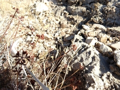 Eriogonum fasciculatum polifolium