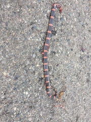 Rhinocheilus antonii