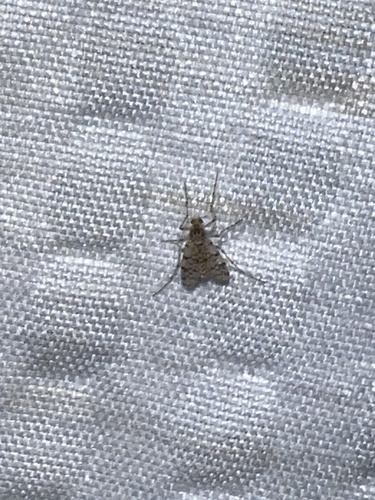 Unknown species found near Sibley Cir, Sheridan, WY, US