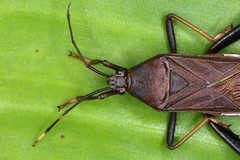 Cloresmini