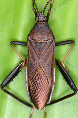 Cloresmini