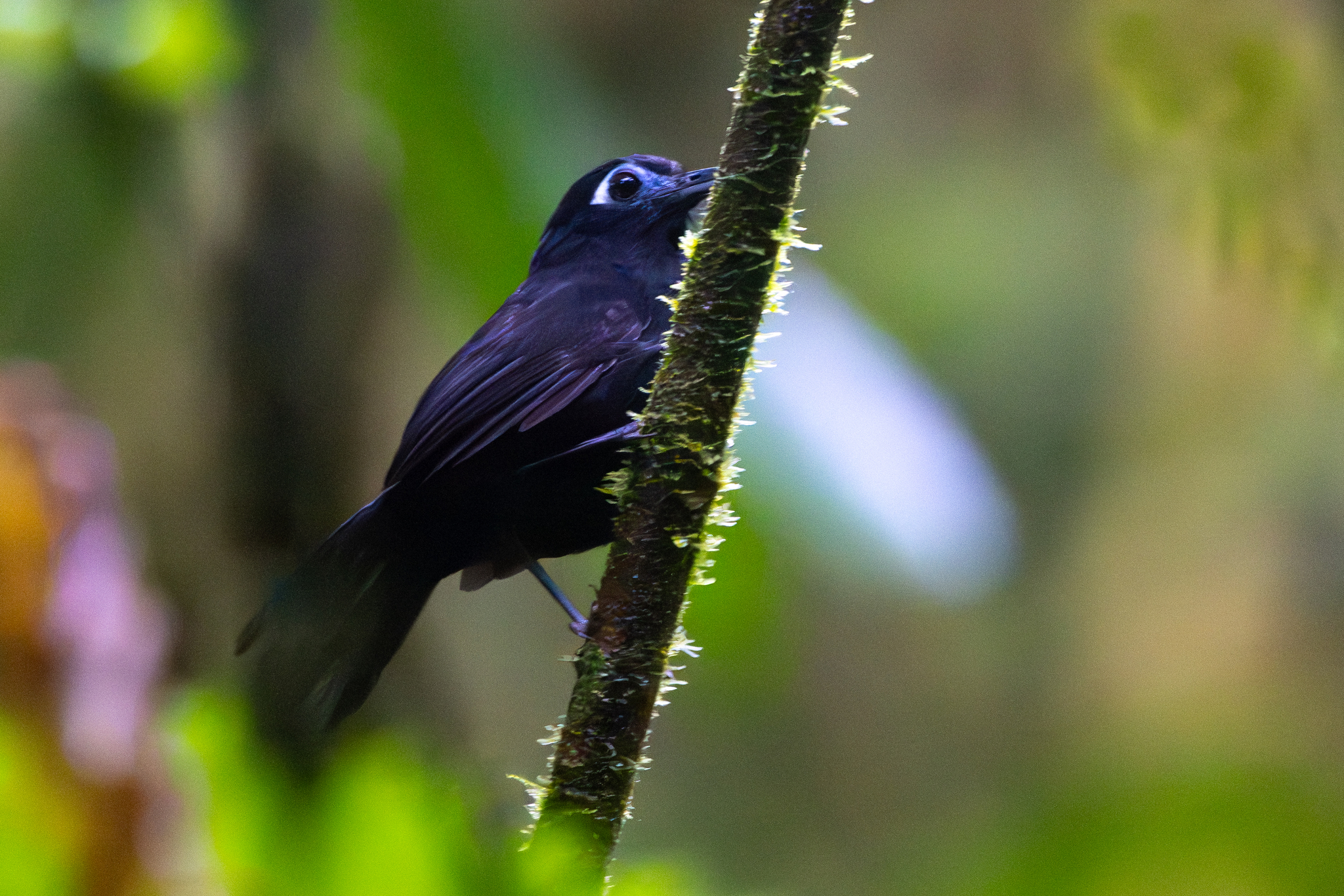 Zeledon's Antbird (Hafferia zeledoni), photo 3