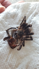 Cyrtopholis portoricae