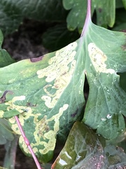 Phytomyza minuscula group