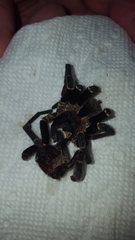 Cyrtopholis portoricae